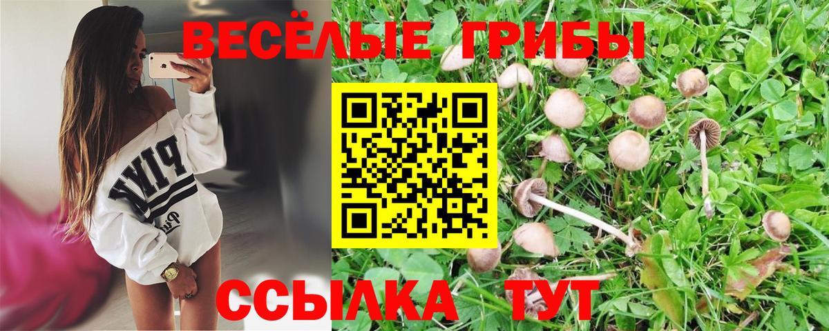 Псилоцибиновые грибы Psilocybine cubensis Сертолово